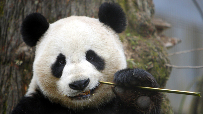 Edinburgh Zoo baby panda name suggestions | STV Edinburgh | Edinburgh