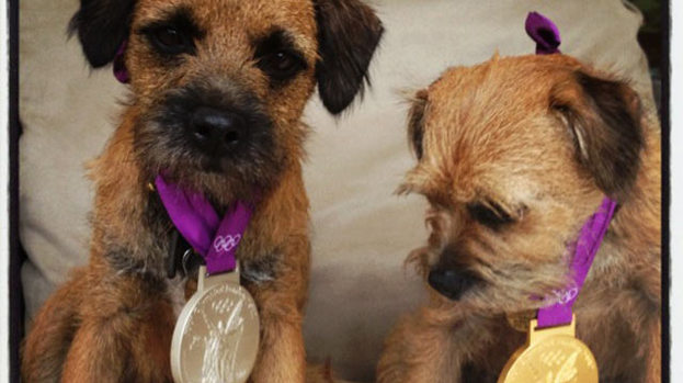 They're ace: Andy Murray's pups show off his medals
