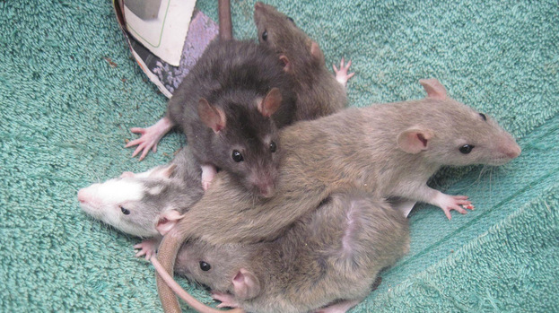Animal charity looking for loving homes for 30 baby rats