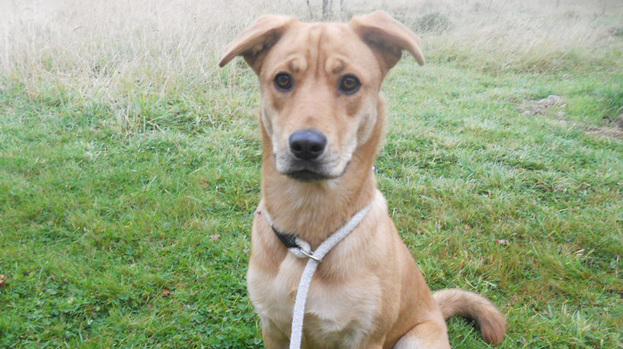 Pet of the week Zoe looking for a new home.