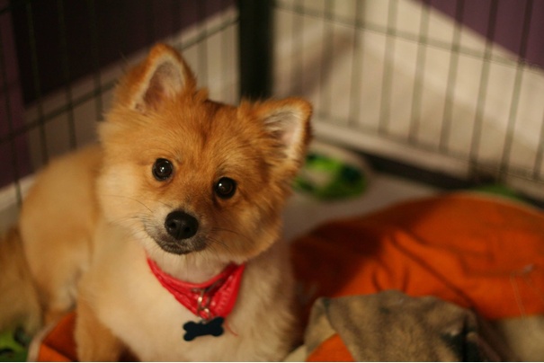 the dapper dog the dapper dog