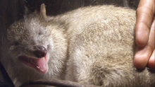 The bandicoot that mauled David