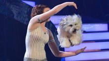 Ashleigh and Pudsey dazzled