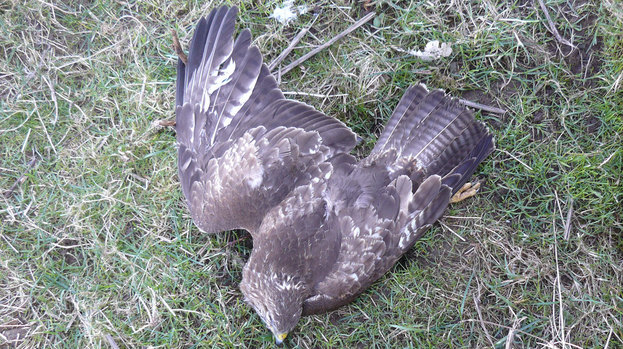 One of 12 red kites killed in the Highlands