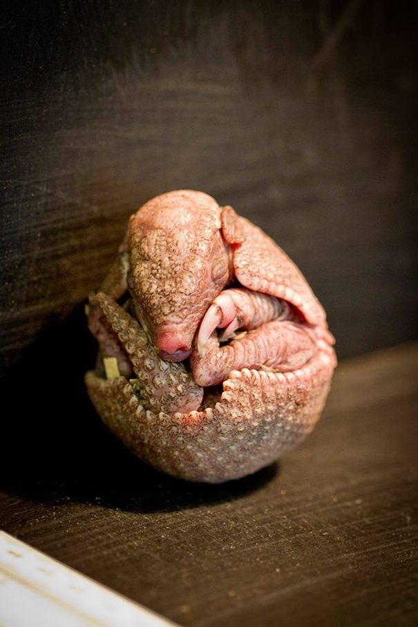 armadillo lizard baby armadillo lizard baby