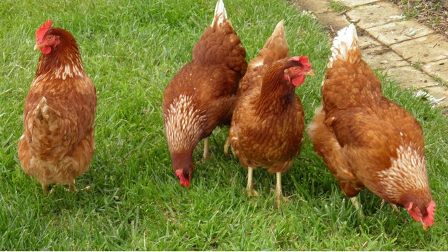 Wing And A Prayer Charity Rehoming Battery Hens For Winter 