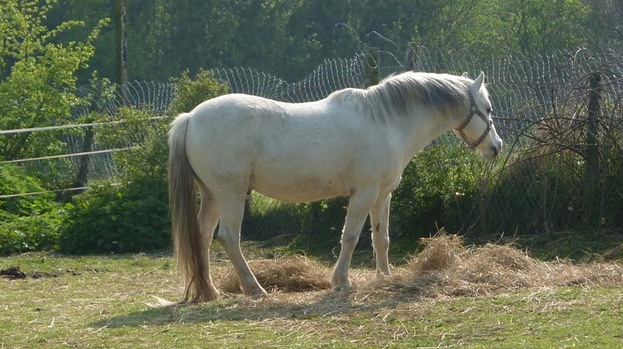 Potential theft: Horse and pony owners are being encouraged to be vigilant