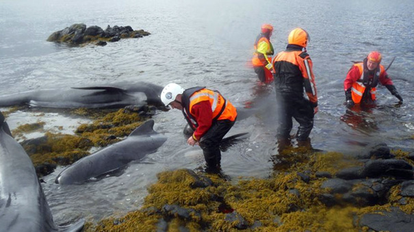 http://files.stv.tv/imagebase/354/605x339/354688-whales-stranded-on-staffin-island-near-skye-on-june-2-2015-uploaded-june-2-2015-free-to-use-with-c.jpg