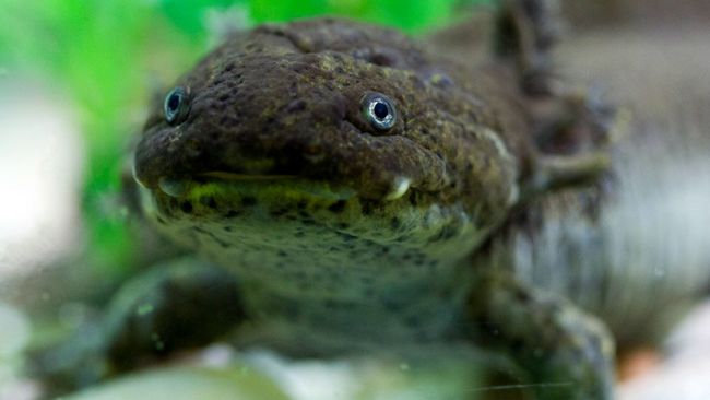 Axolotl critically endangered amphibians at Edinburgh Zoo aquariums