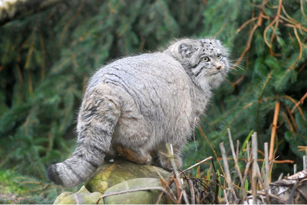 World Animal Day marked by Edinburgh Zoo and Highland Wildlife Park