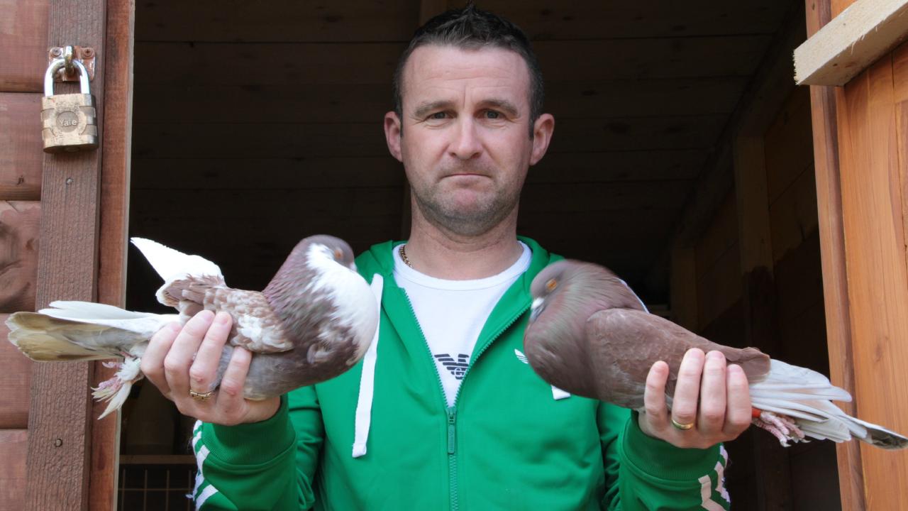 Love me doo: the pigeon flyers doing battle in Scotland's skies