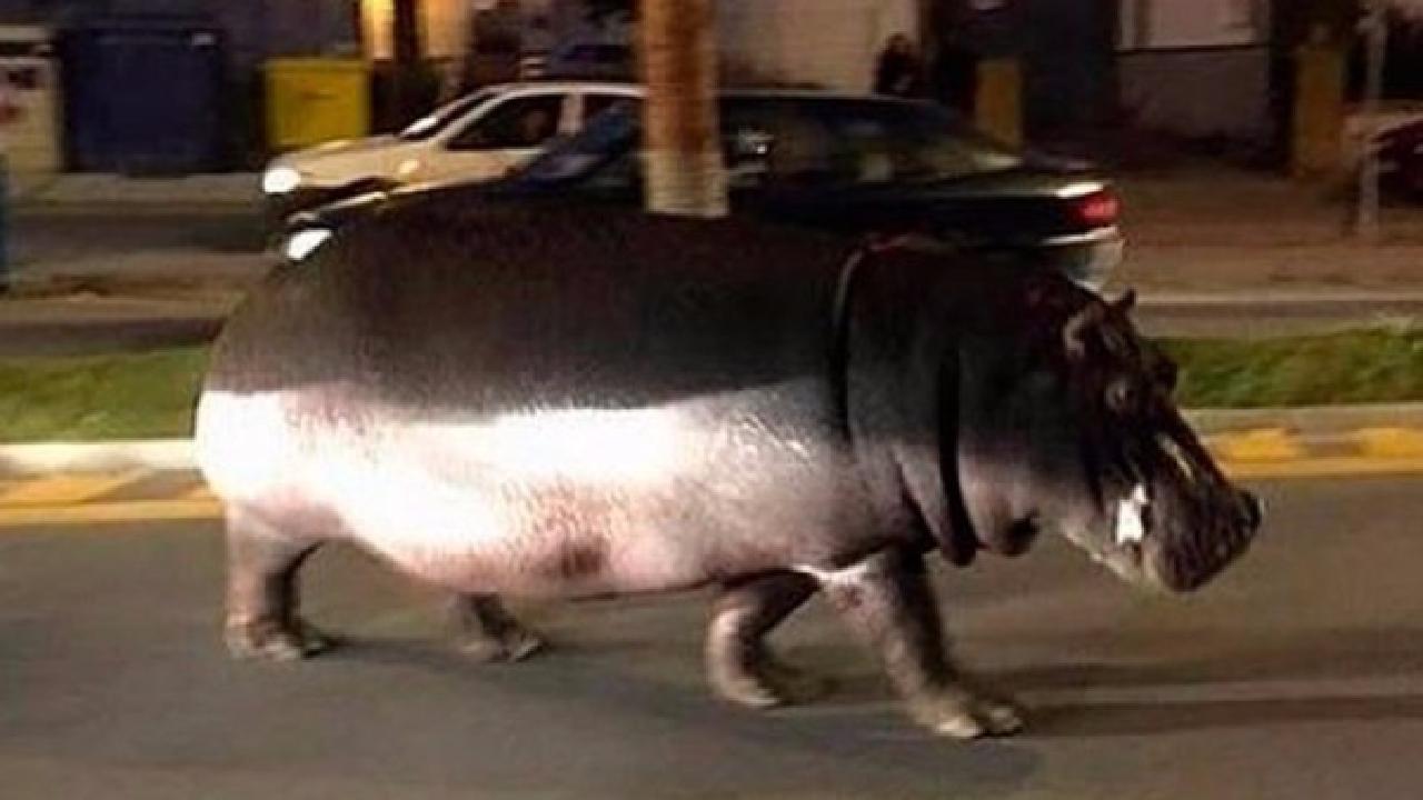 hungry-hippo-goes-on-the-run-from-circus-in-spanish-town