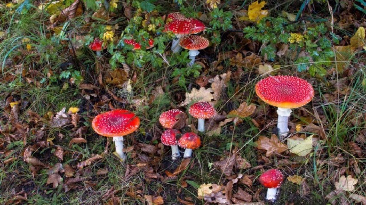 Magic mushrooms drug could help treat depression