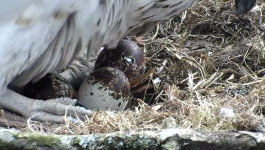 how long do osprey eggs take to hatch