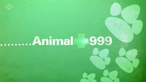 Animal 999