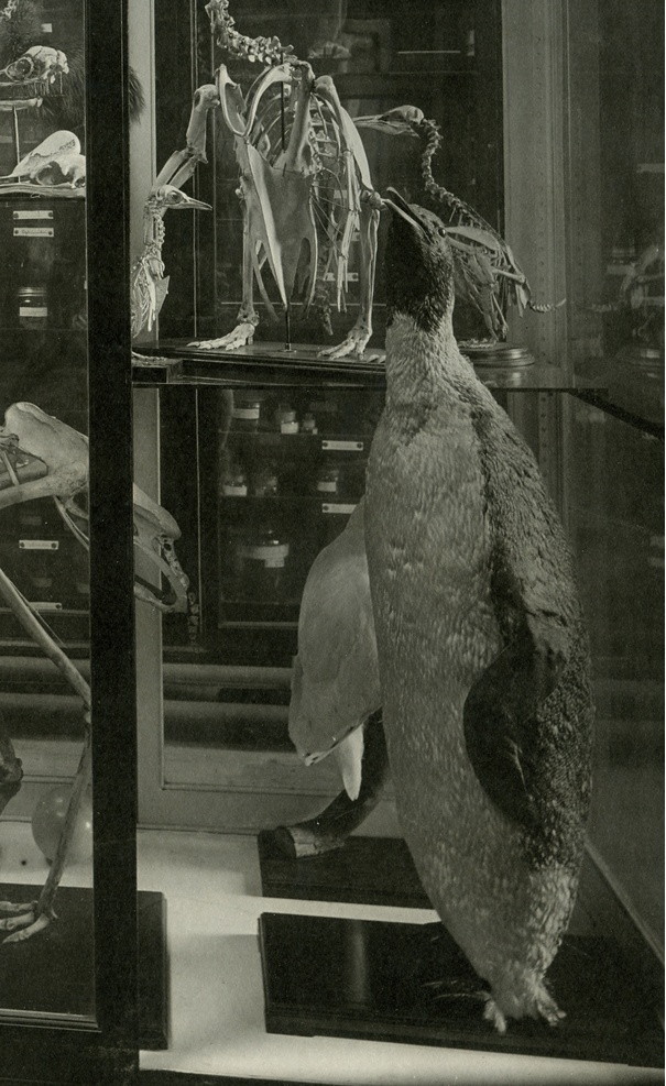 A stuffed penguin in a vitrine of a zoology museum