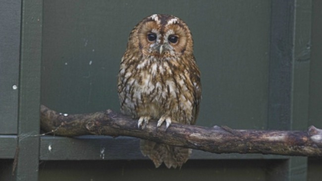 animal rescuers walk on water to rescue trapped owl