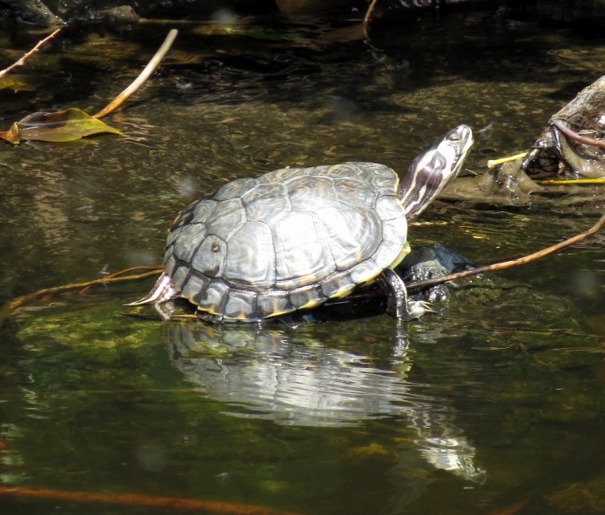 Terrapin discovered in Water of Leith near Warriston by volunteer | STV ...