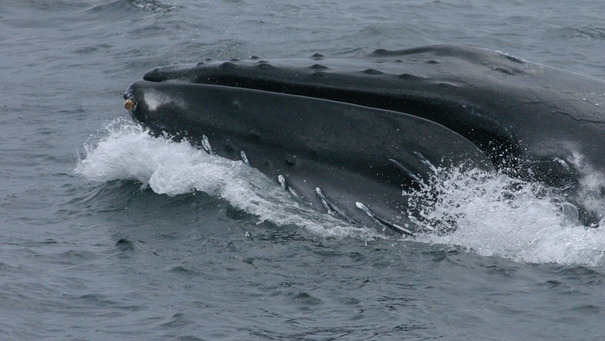 Humpback whale spotted jumping in Loch Fyne off the west coast ...