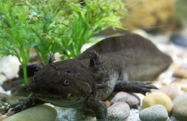 Axolotl critically endangered amphibians at Edinburgh Zoo aquariums ...