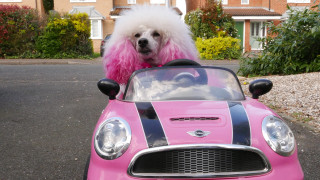 The Secret World of Posh Pets