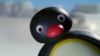 Pingu